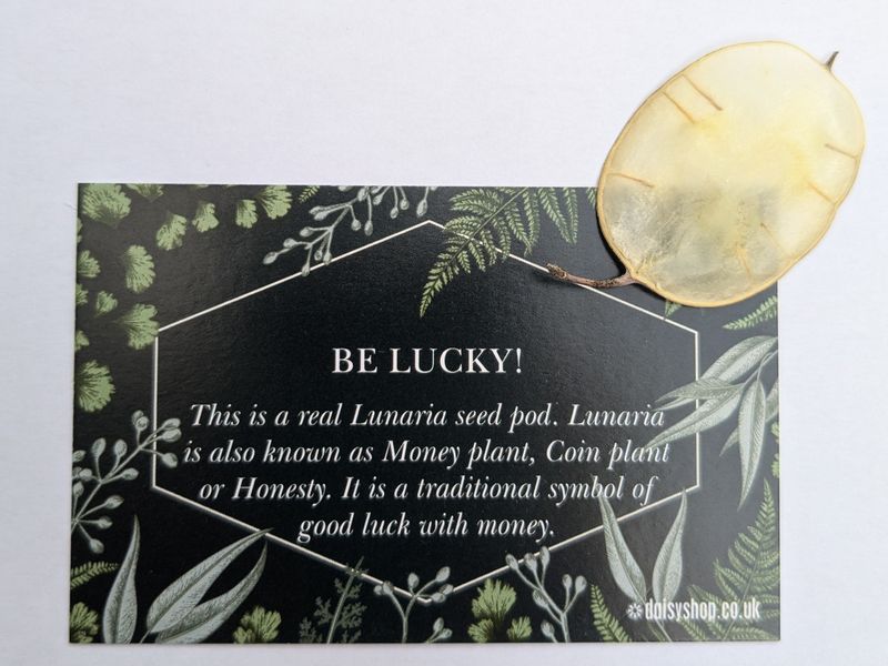 Lucky with money Lunaria seed pod Lucky lunaria seed pod