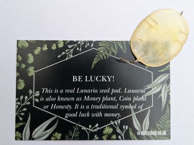 Lucky lunaria seed pod