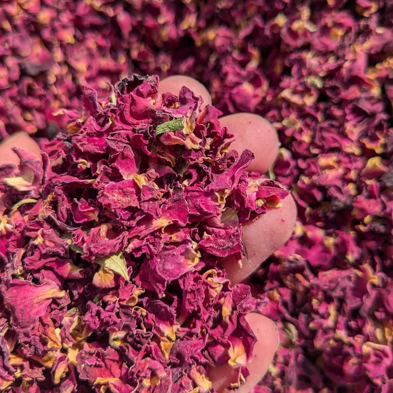 dried rose petals red wholesale