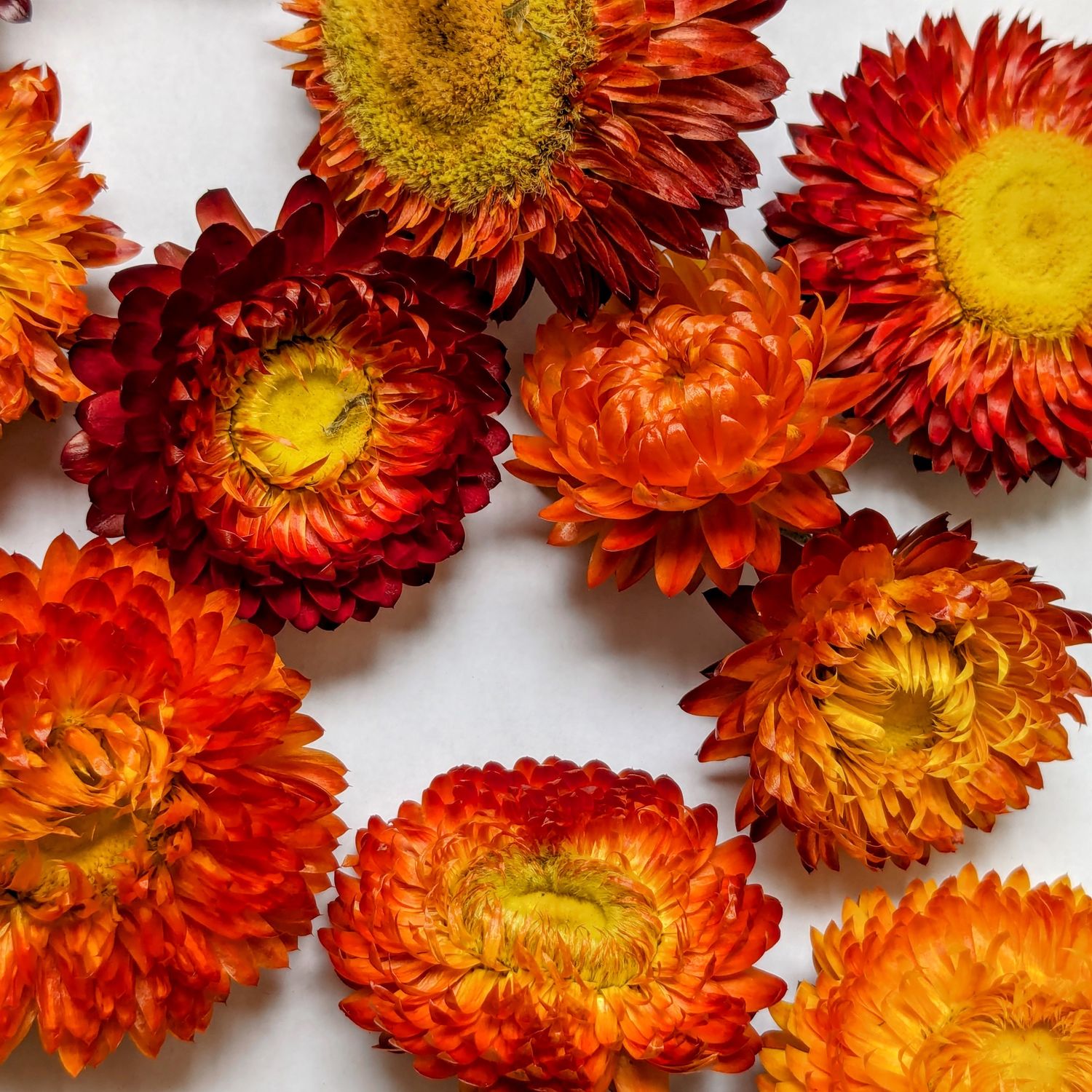 helichrysum heads orange dried