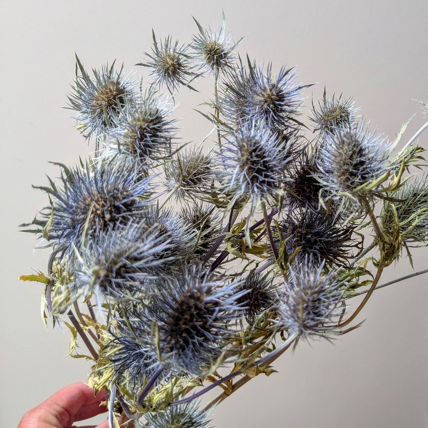 eryngium dried flowers bunch