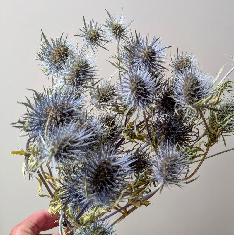 eryngium dried flowers bunch