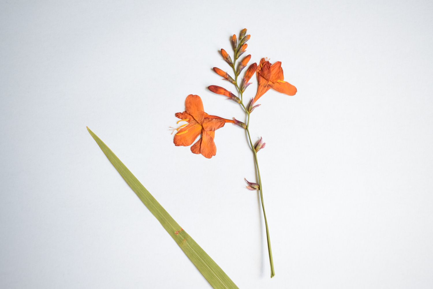 pressed crocosmia uk grown