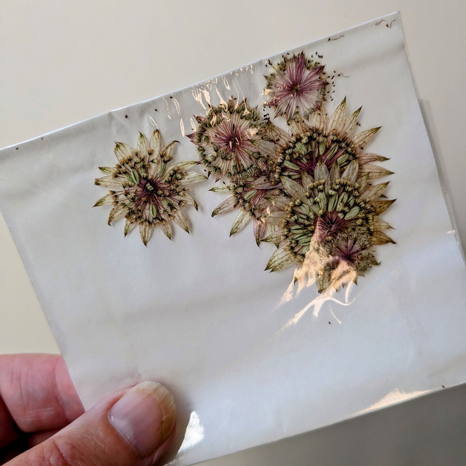 pressed astrantia uk