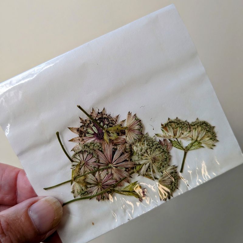 Pressed Astrantia flowers Side-on 7 UK side pressed astrantia uk