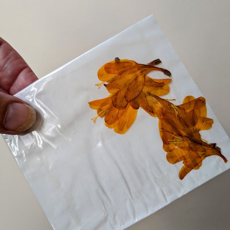 Pressed flowers crocosmia orange 7 pack UK pressed crocosmia pack