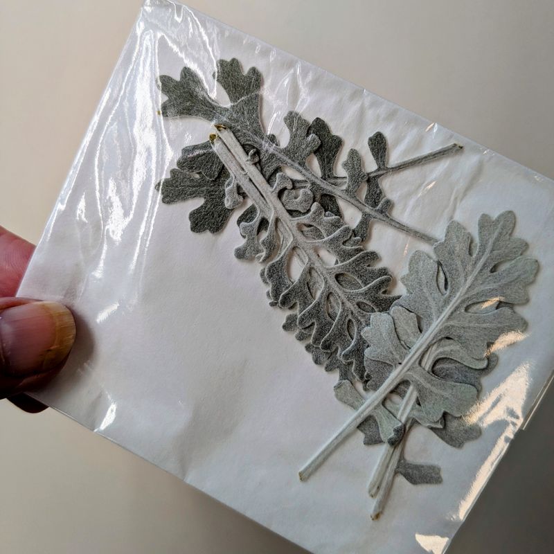 Pressed Silver leaves pack of 7 UK pressed cineraria uk