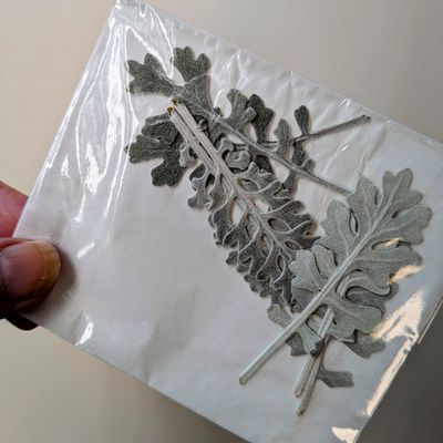 pressed cineraria uk