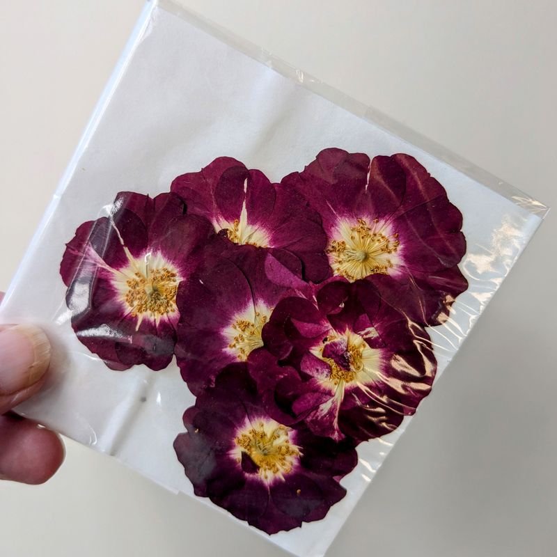 pressed rose uk