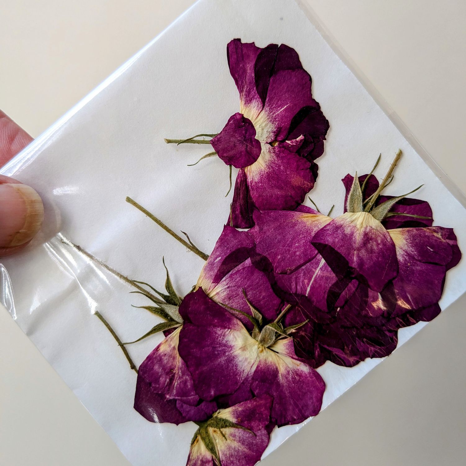 side pressed rose uk