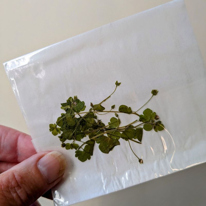 Pressed speedwell leaves pack of 7 UK pressed veronica leaves uk