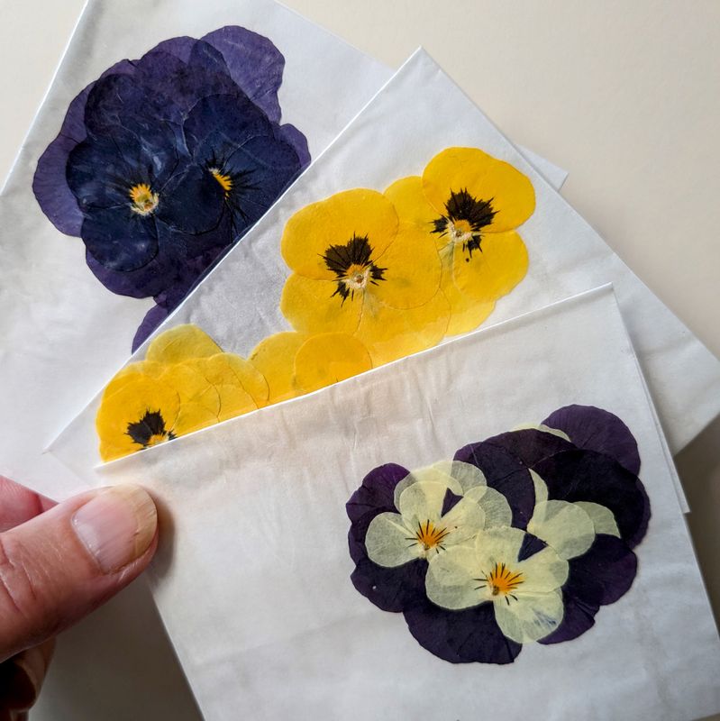 Pressed flowers pansy viola pack of 7 UK pressed violas uk grown
