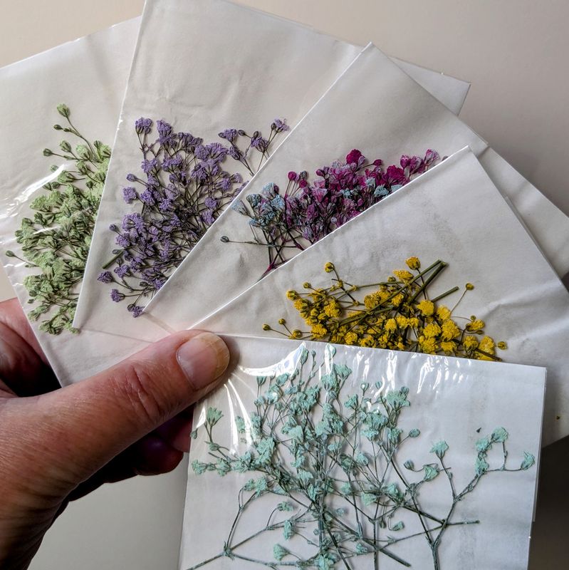 Pressed flowers gypsophila dyed UK 7 pack pressed gypsophila dyed