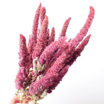 dried amaranth red