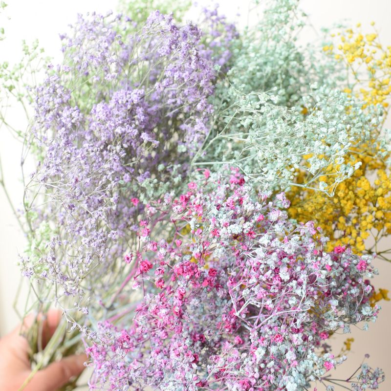 Gypsophila dried flower bunch dyed Baby's Breath UK dried gyp dyed colours