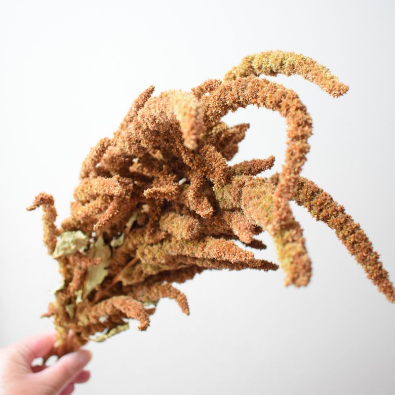 Amaranth dried flowers 5 stems biscuit UK Sale amaranth dried flower bunch uk