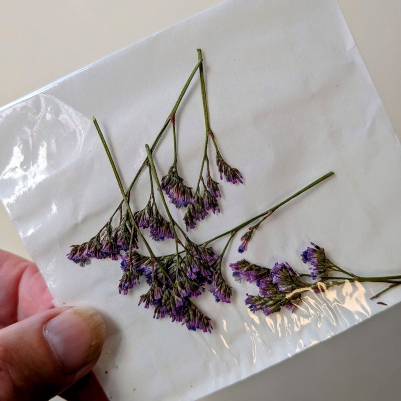 pressed sea lavender uk grown