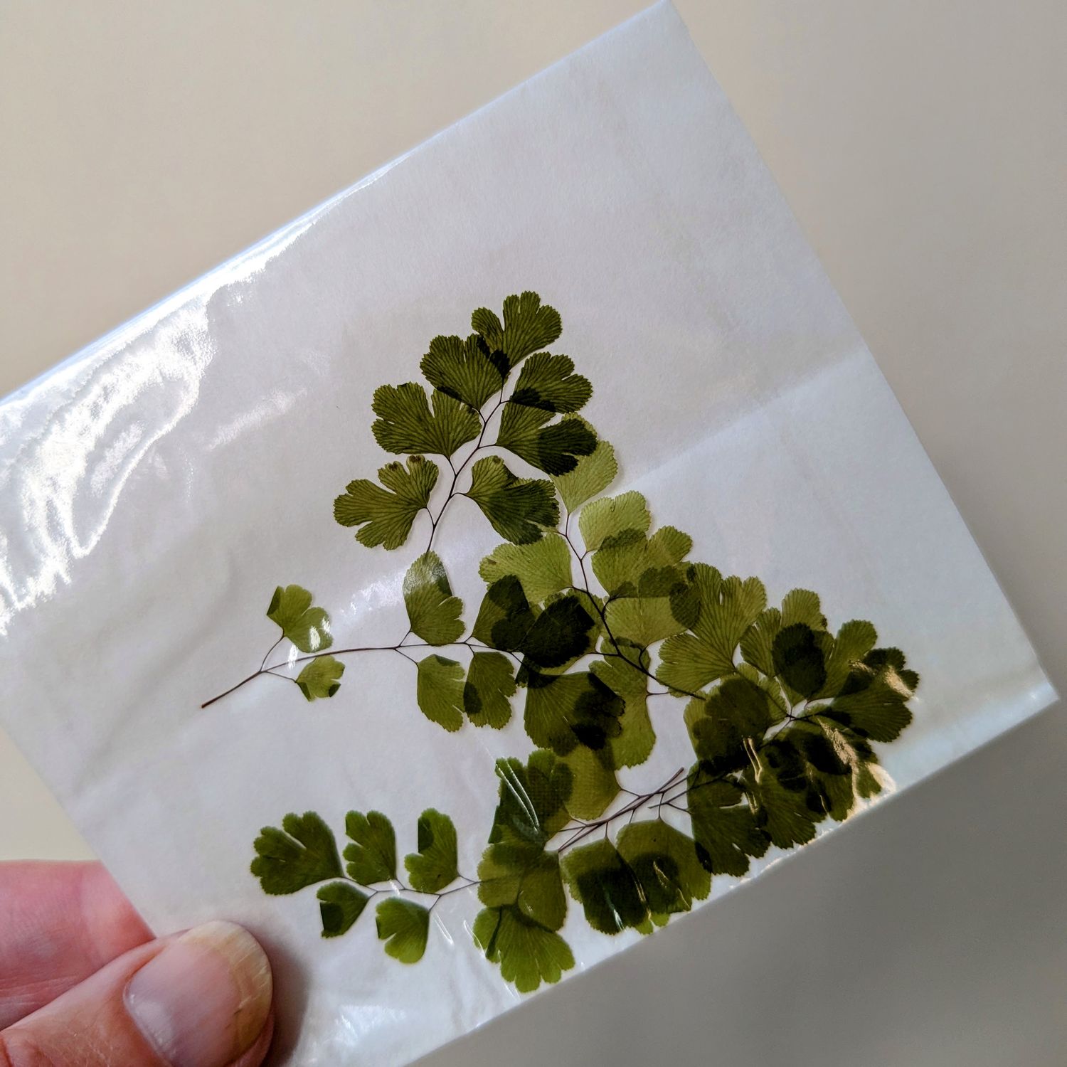 pressed maidenhair fern