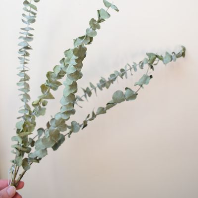 eucalyptus dried foliage uk