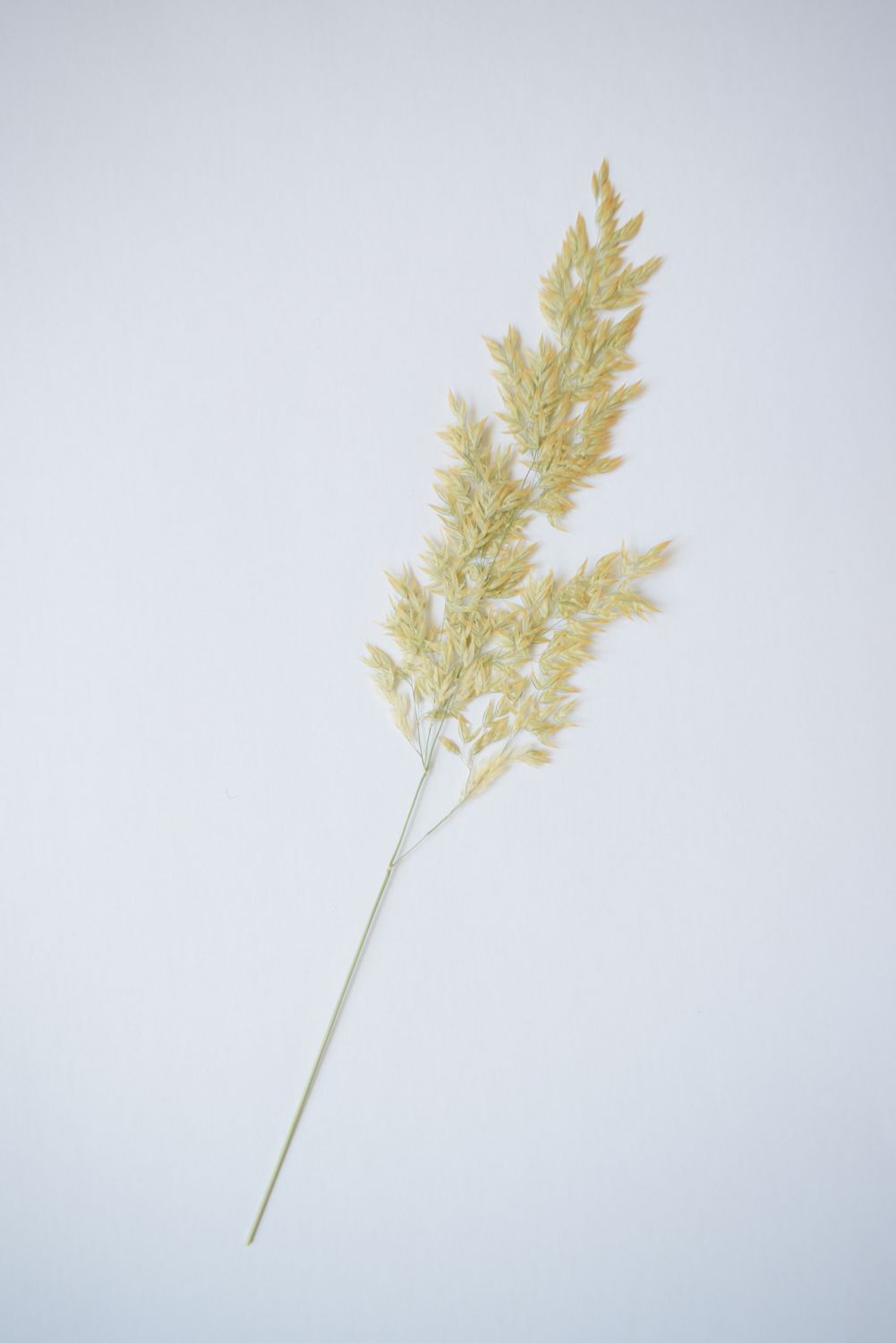 pressed grass seed head uk