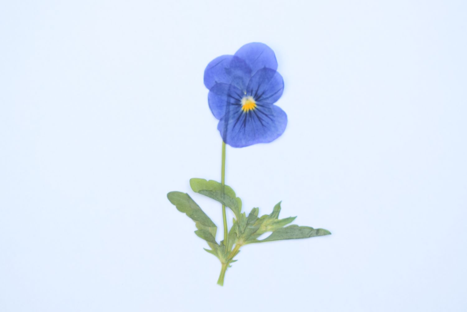 pressed viola purple uk