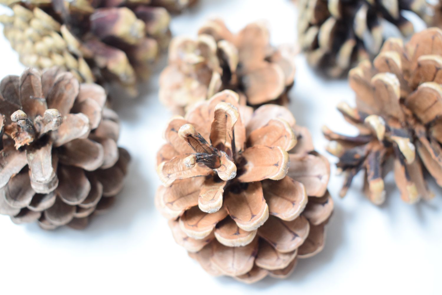 cinnamon pine cones