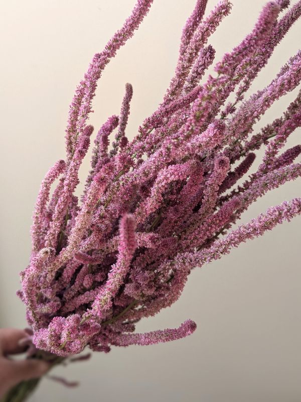 Poker statice flowers bunch - Statice suworowii