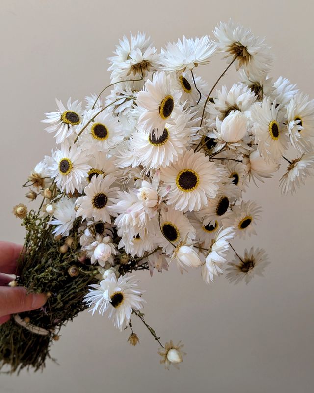 dried acroclinium white