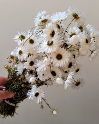 dried acroclinium white