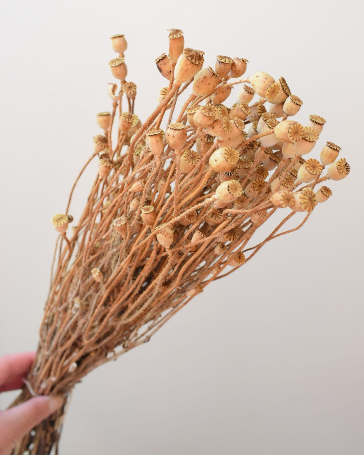 field poppy seed heads bunch
