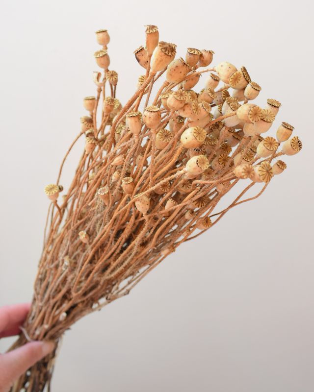 field poppy seed heads bunch