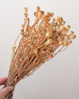 field poppy seed heads bunch