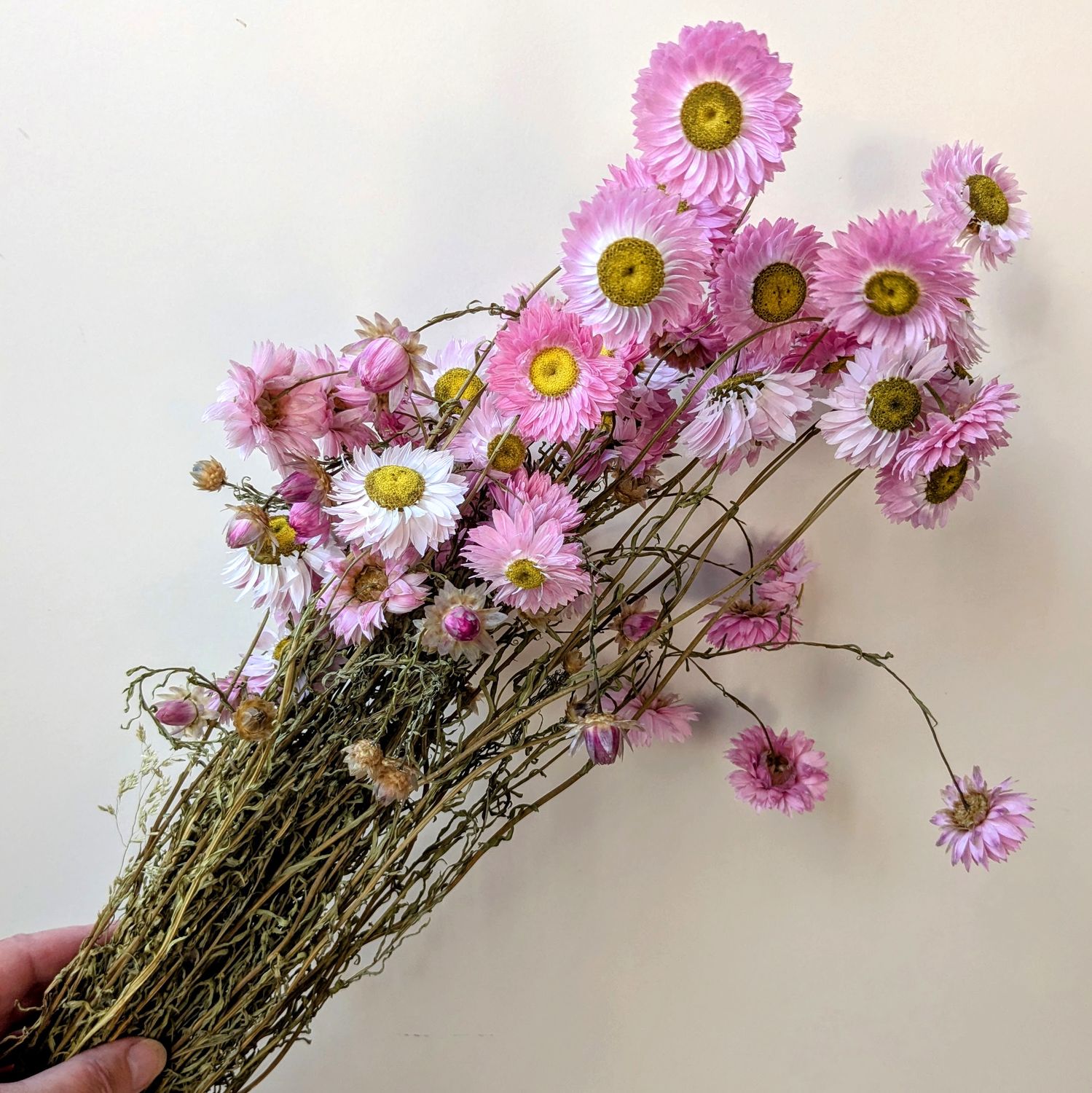 dried acroclinium pink
