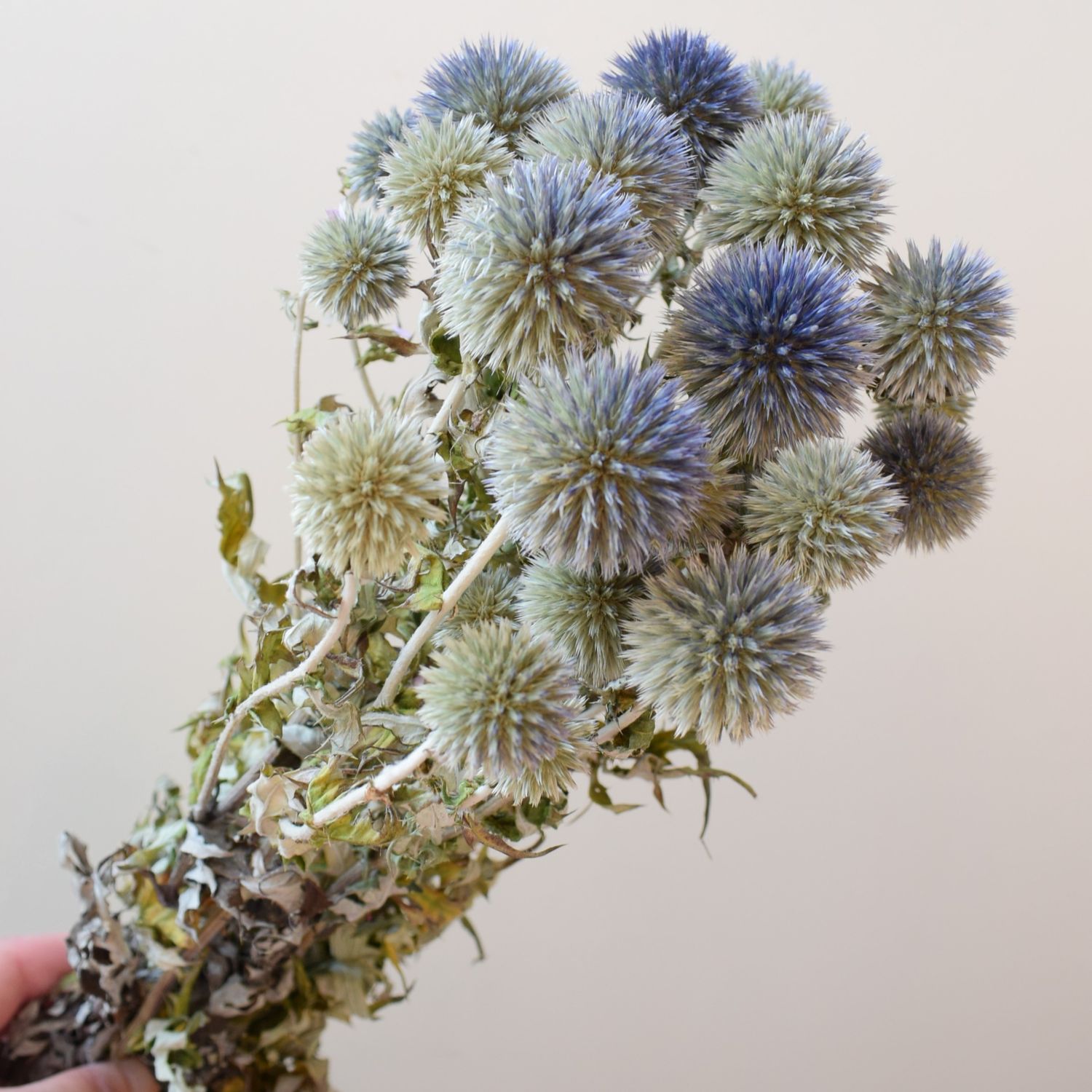 dried echinops bunch