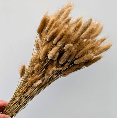 natural lagurus