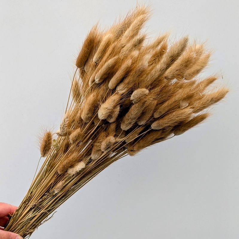 Dried lagurus bunches wholesale natural brown 10 pack wholesale dried lagurus