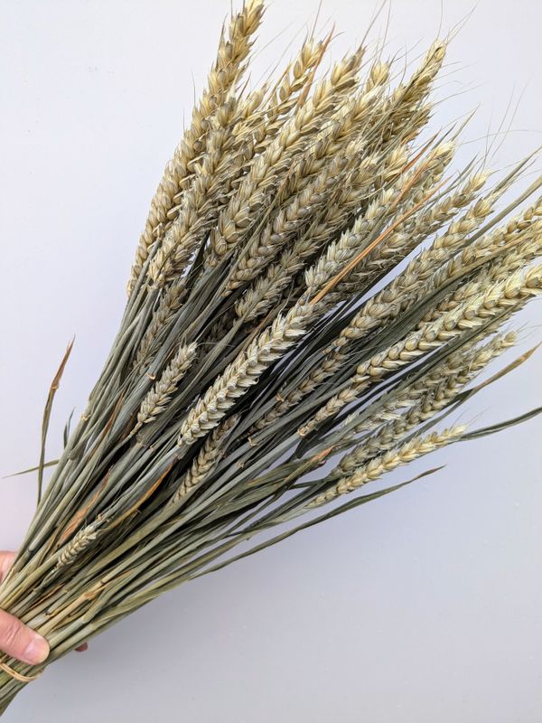 Wheat bunch large - dried British wheat stems dried wheat bunch