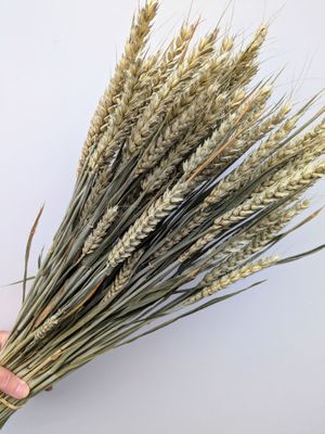 wholesale wheat bunch uk