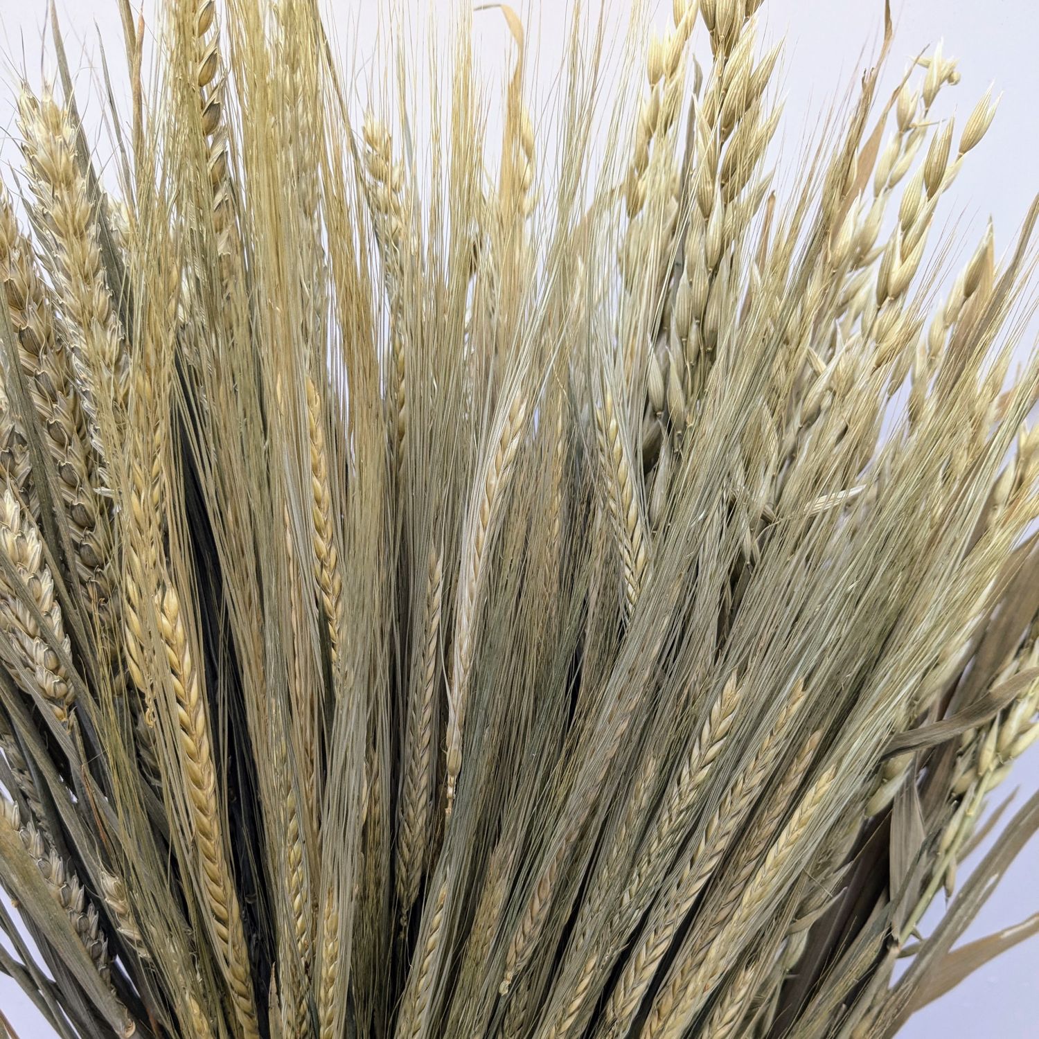 dry grasses