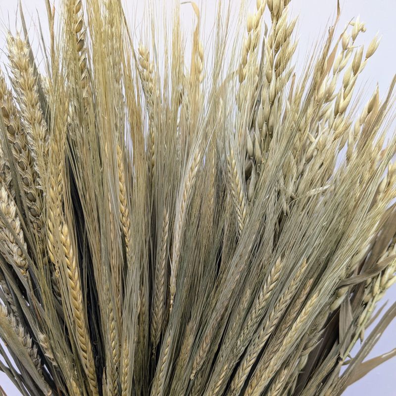 Dried grass bunch three pack UK dry grasses