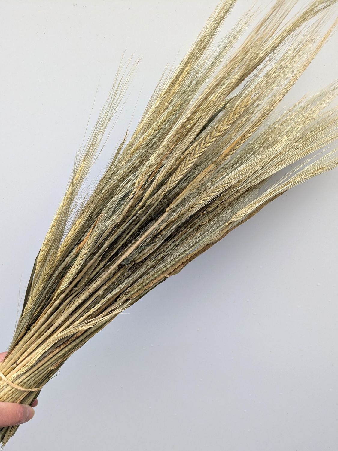 barley bunch wholesale