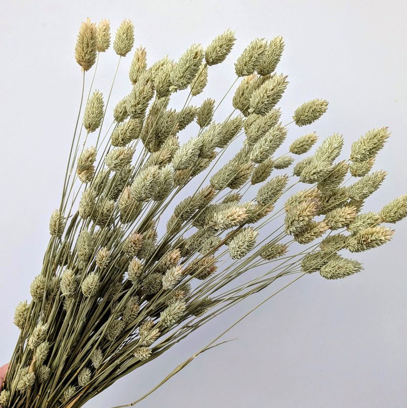 Dried phalaris bunch Offer - canary grass natural UK dried phalaris canary grass uk