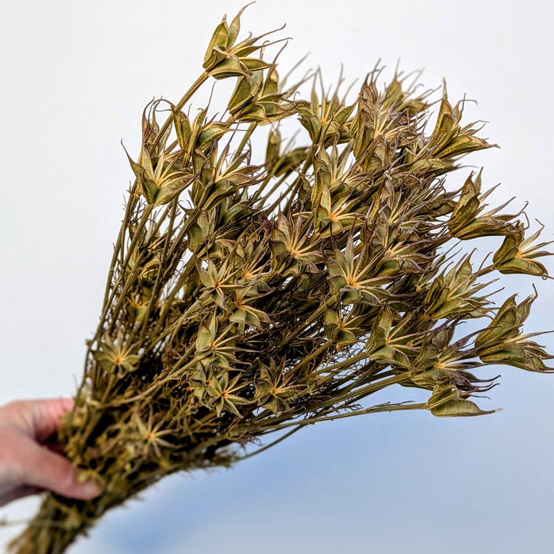 orientalis seed pods