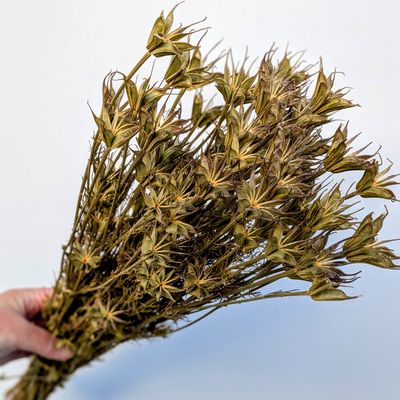 Dried seed heads nigella orientalis wholesale 10 pack orientalis seed pods wholesale