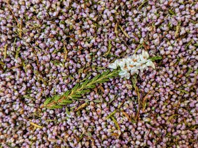 Lucky Heather confetti litre lucky heather confetti litre