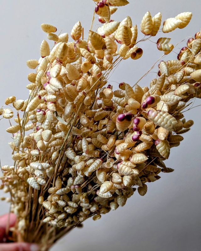 quaking grass bunch briza