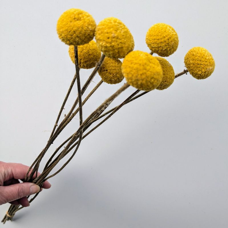 Billy buttons dry flowers Craspedia bunch 10 stems dried billy buttons stems
