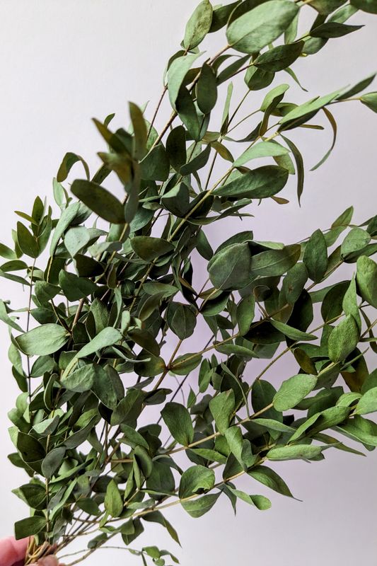 Dried foliage bunch - Eucalyptus leaves UK Parvi parvi bunch dried uk