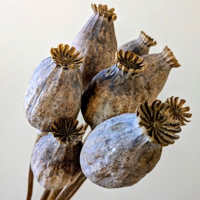 papaver bunch british dried