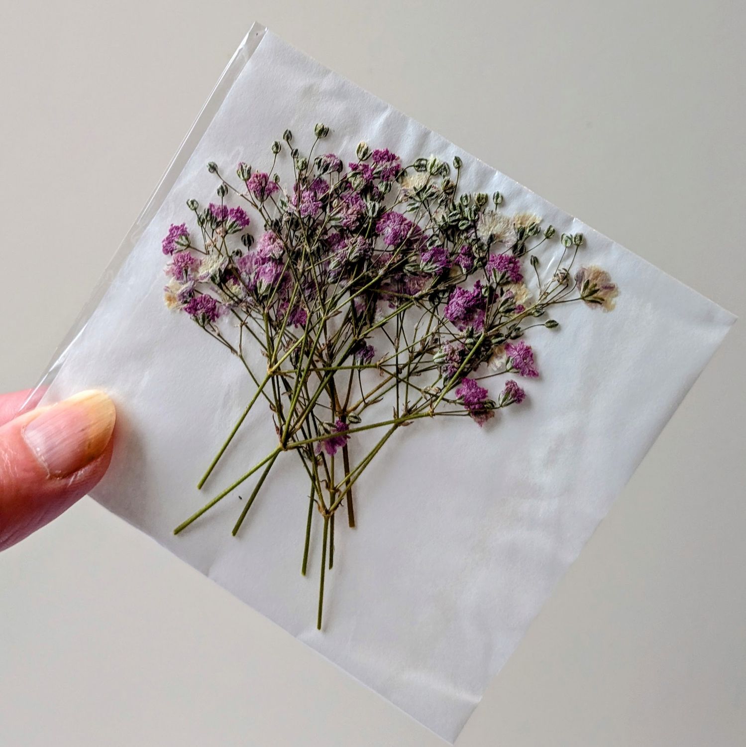pressed flowers gypsophila pink